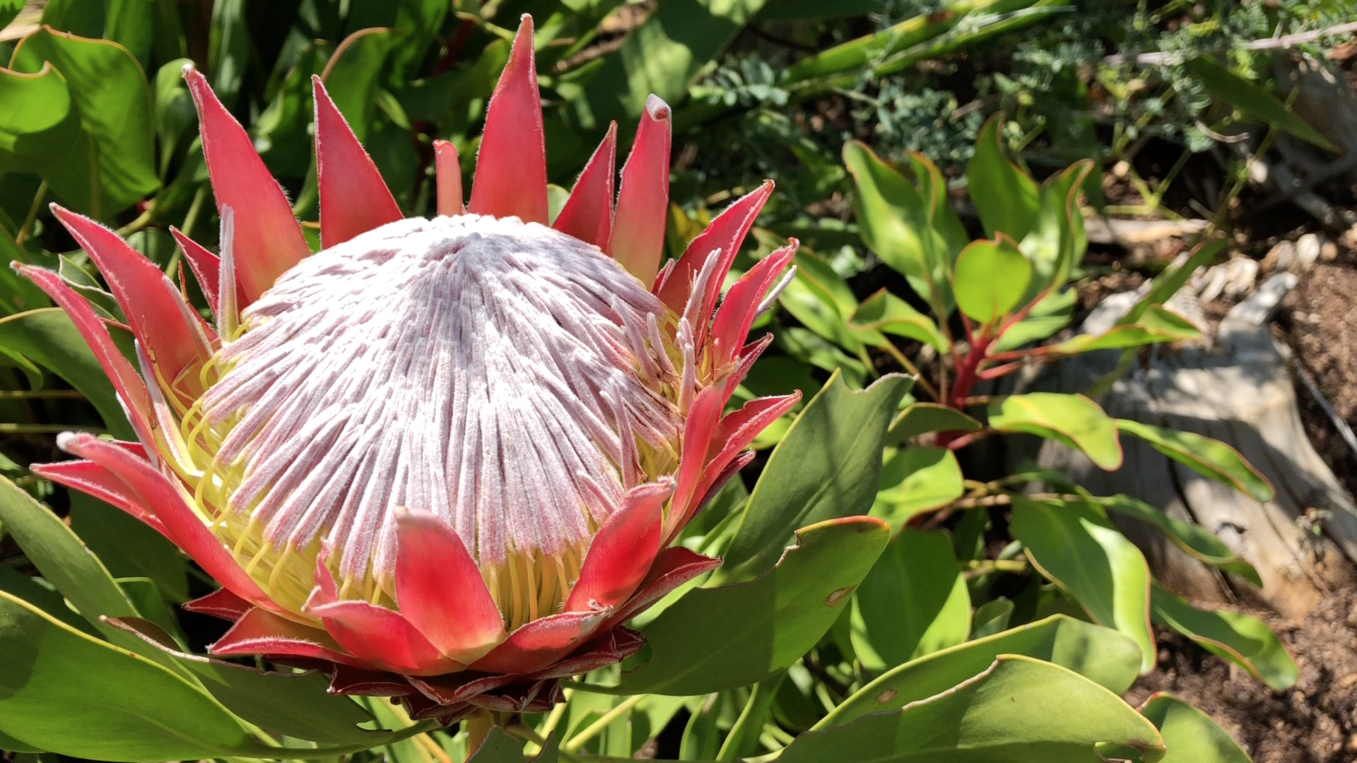 quand-partir-en-afrique-du-sud-pour-voir-animaux-fleurs-printemps une protea rose, fleur endémique de la région de Cape Town