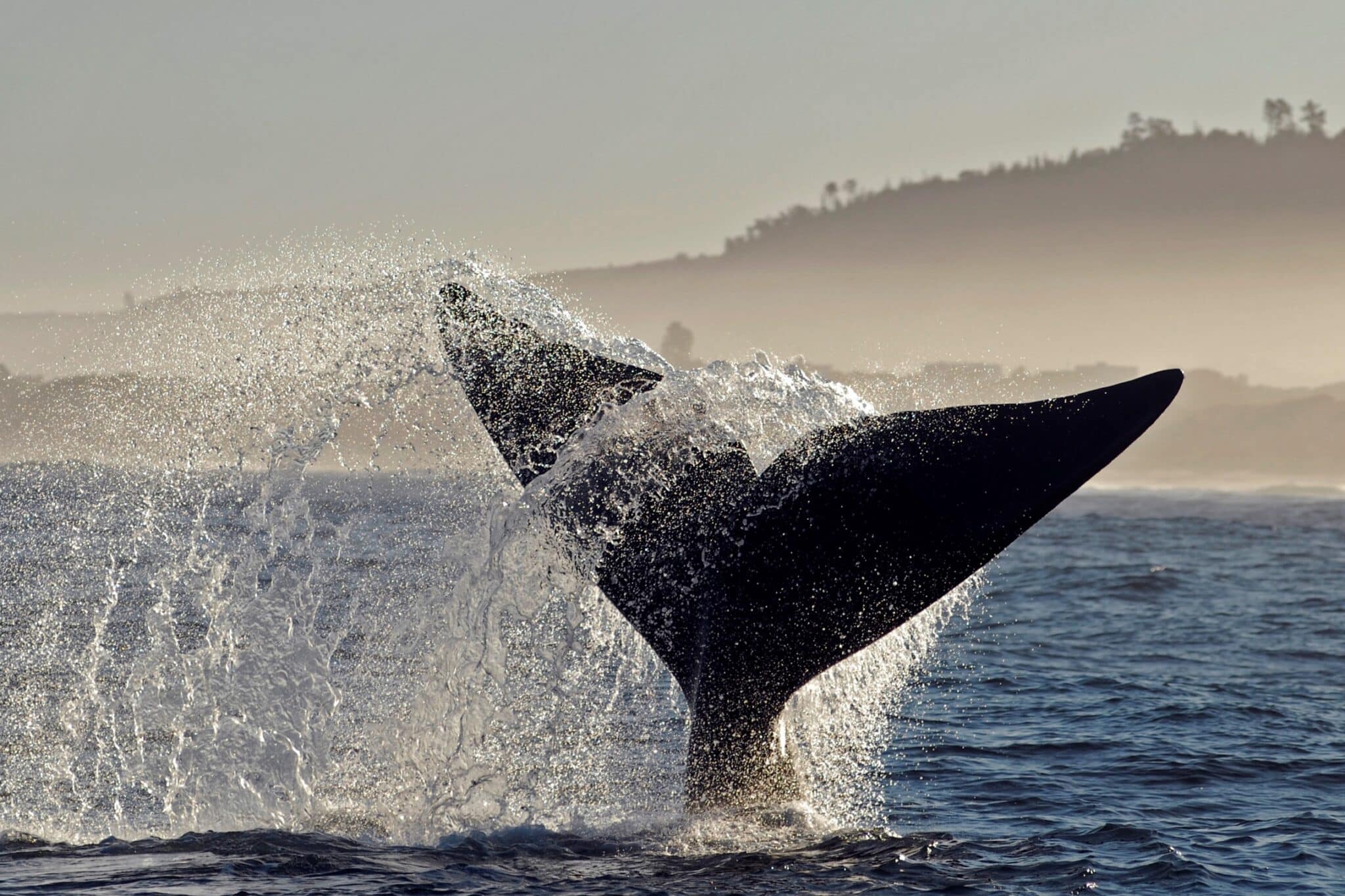 quand-partir-en-afrique-du-sud-pour-voir-animaux-saison-baleines-australes la queue d'une baleine australe au dessus de l'eau après un plongeon