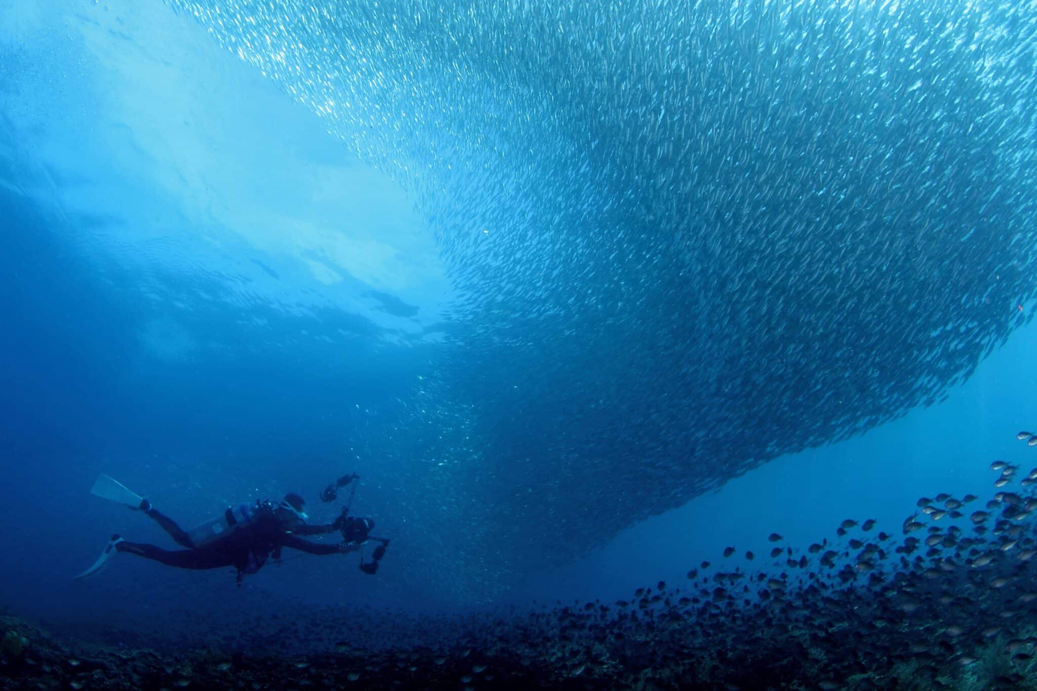 quand-partir-en-afrique-du-sud-pour-voir-animaux-sardine-run un plongeur nage au milieu de milliers de sardines
