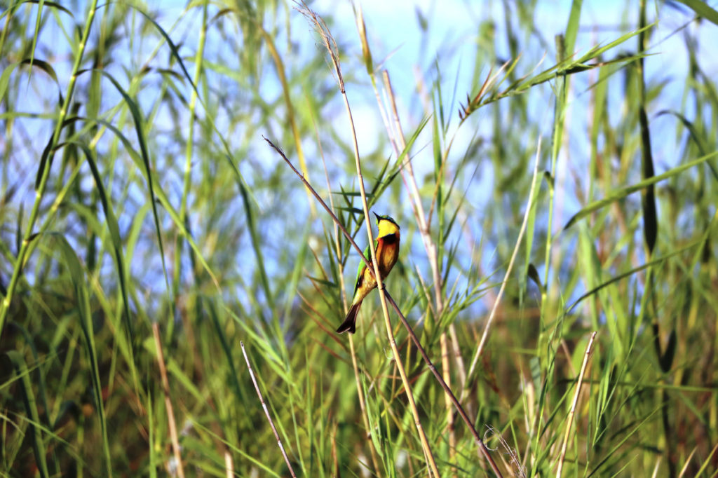 Un oiseau coloré est perché dans sur l'herbe des roseaux de Caprivi