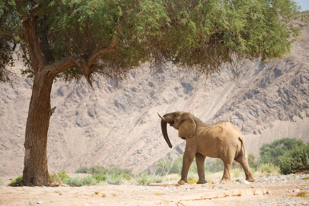 Un éléphant du désert recherche de la nourriture dans le Kaokovled