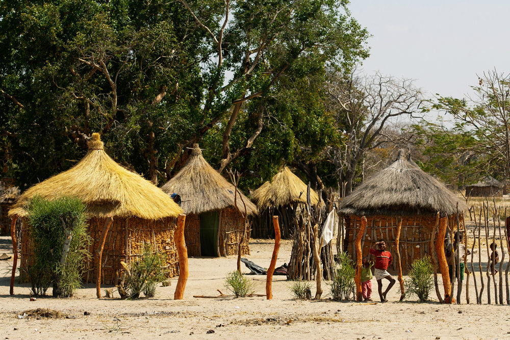 Entourées d'arbres, quatre huttes d'un village traditionnel de Caprivi