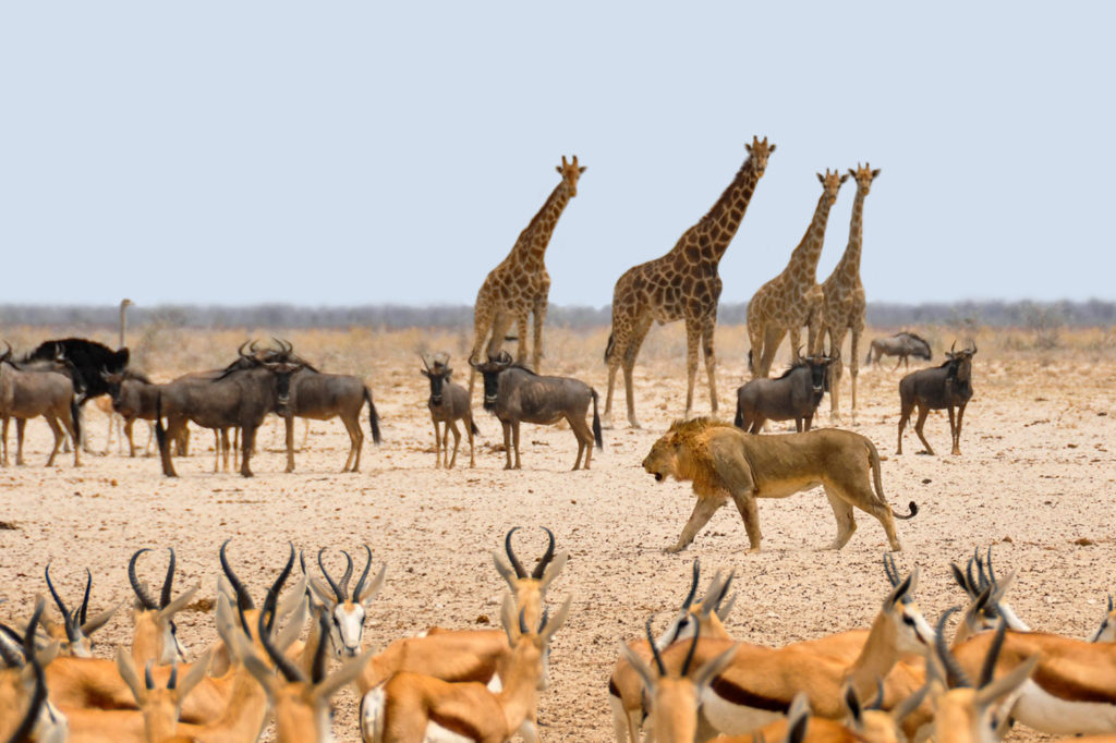 Troupeau d'impalas, gnous, autruches, girafes et lion évoluent à Etosha