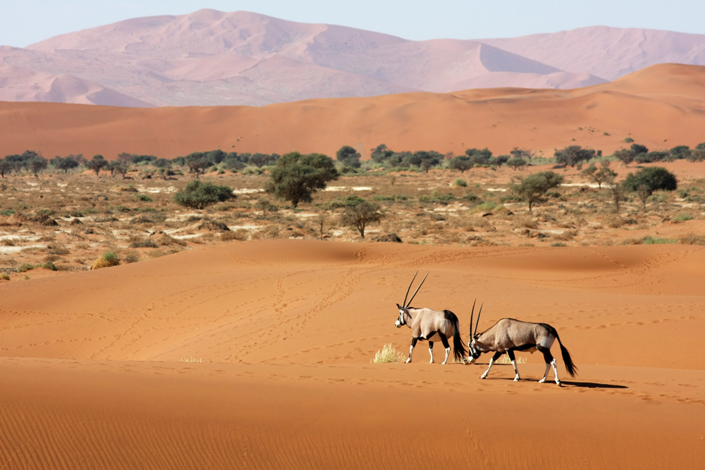 Deux oryx marchent sur le sable ocre du désert du Namib