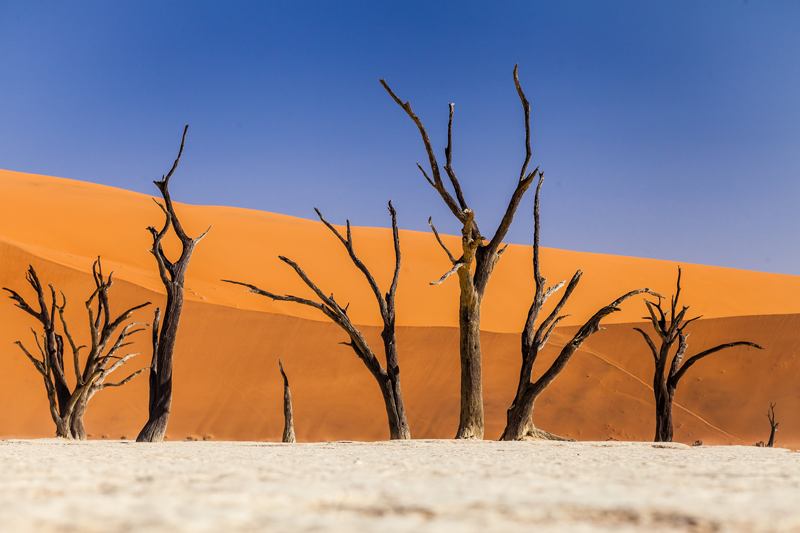A Dead Vlei, vue sur les arbres morts au pied des dunes de Sossusvlei