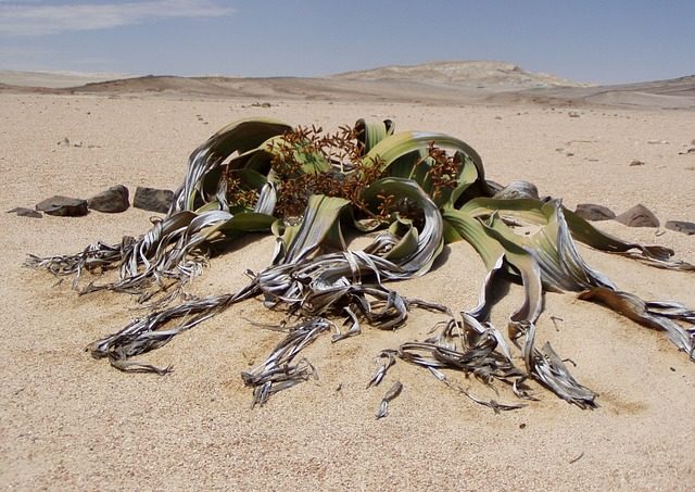 Gros plan sur la plante endémique du Namib : la Welwitschias Mirabilis