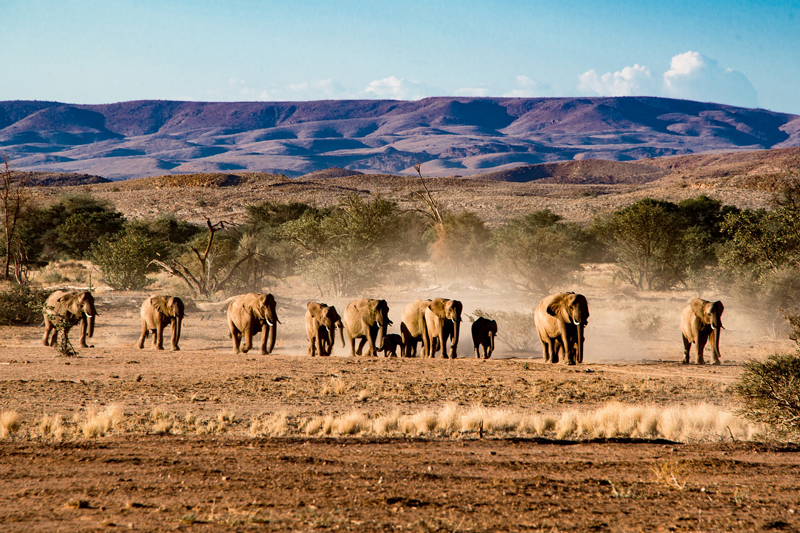 Un troupeau d'éléphants du désert évolue dans un environnement hostile