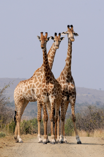 Face caméra, trois girafes debout évoluent dans la brousse