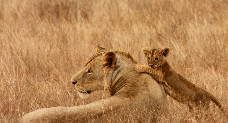 Une lionne est allongée avec sur elle son lionceau en train de jouer