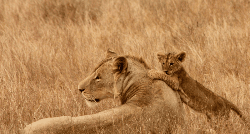 Une lionne est allongée avec sur elle son lionceau en train de jouer