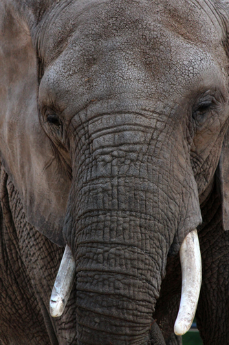 Zoom sur la tête d'un éléphant, l'un des big 5 observable en safari