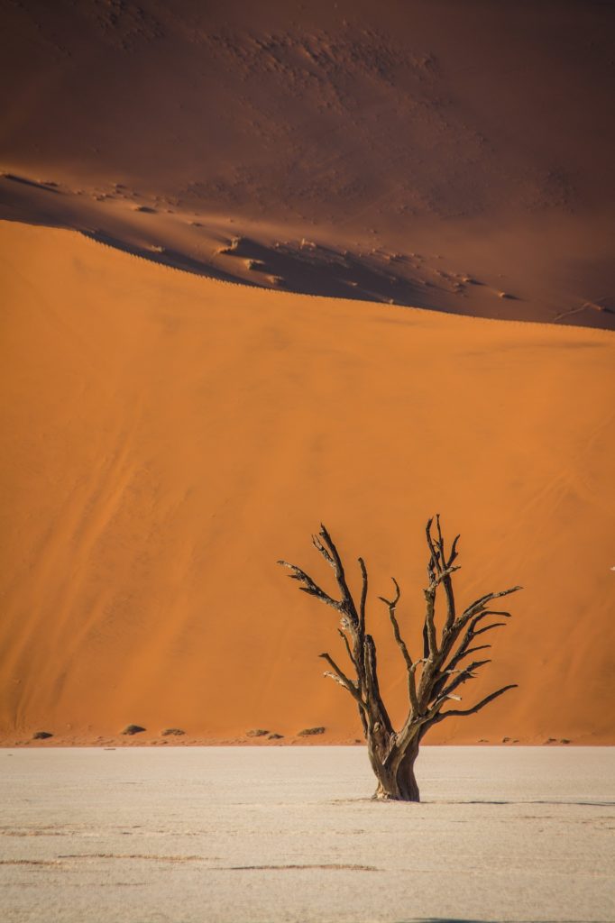 Zoom sur un arbre mort avec pour toile de fond les dunes de Sossusvlei