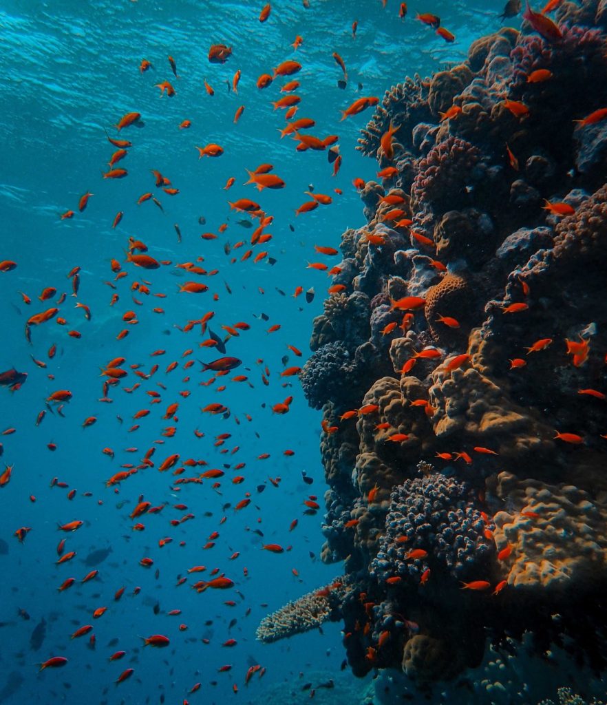 Un banc de poissons oranges évolue dans les coraux du Mozambique