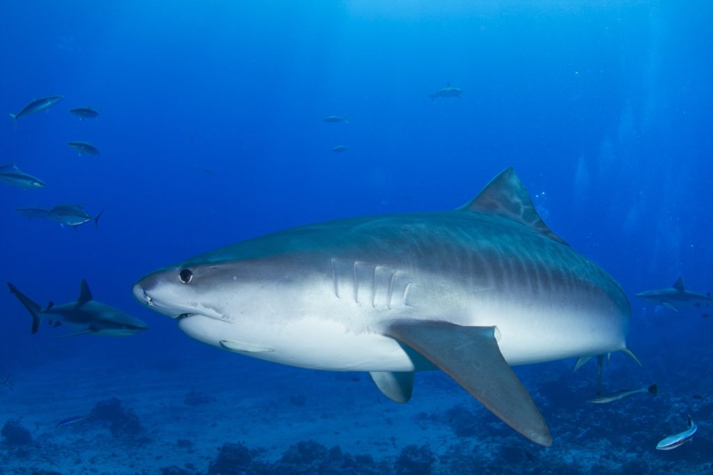 Gros plan de profil sur un requin nageant dans l'océan