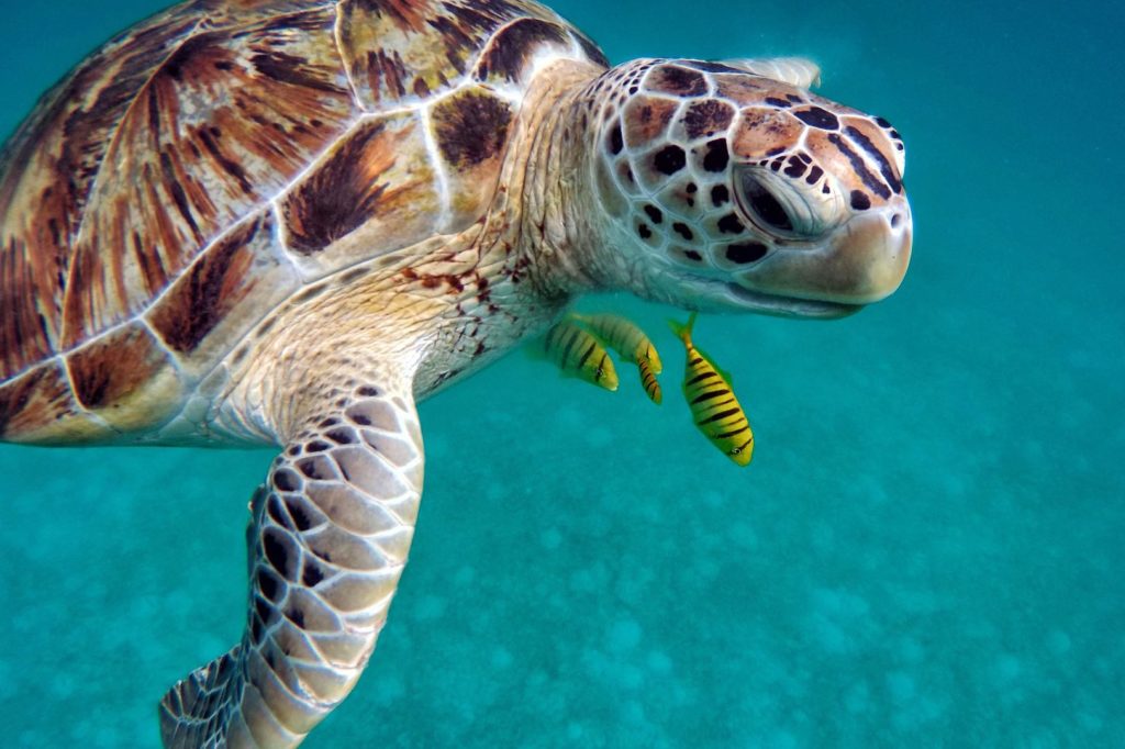 Gros plan sur une magnifique tortue de mer dans son milieu naturel