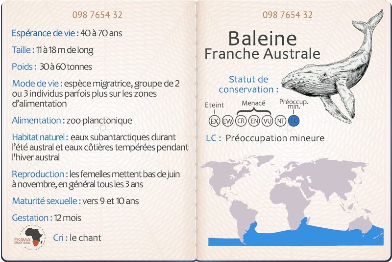 Passeport de la baleine franche australe comprenant ses informations