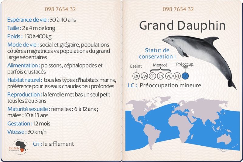 Image passeport identité du grand dauphin comprenant ses informations