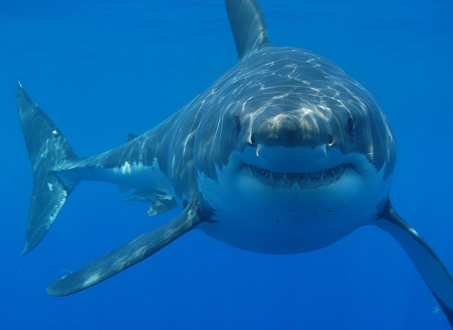 Image passeport du requin blanc comprenant ses informations d'identité