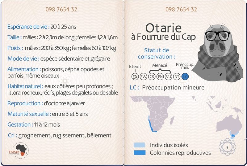 Big 5 des océans : passeport de l'otarie à fourrure du Cap avec info