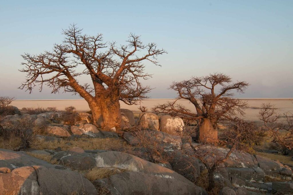 Deux beaux baobabs entourés de rochers au milieu d'une nature aride