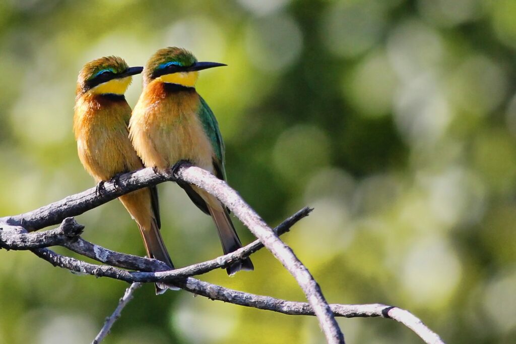 Deux oiseaux sont sur une branche avec en fond la verdure des feuilles