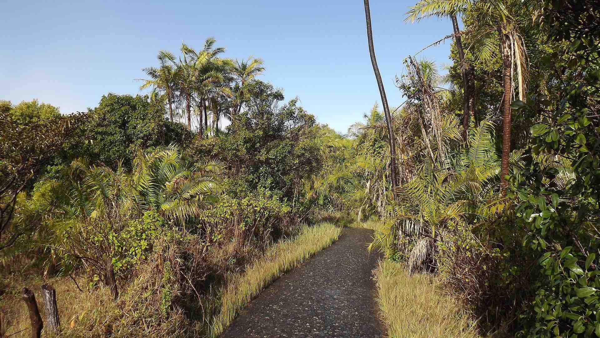 Chemin balisé des chutes victoria au coeur d'un paysage tropical