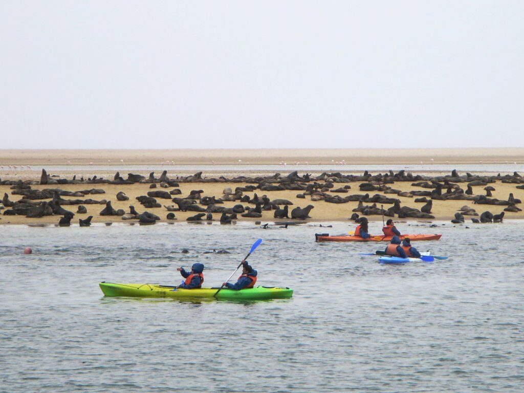 3 kayaks évoluent proches des côtes où reposent de nombreux otaries