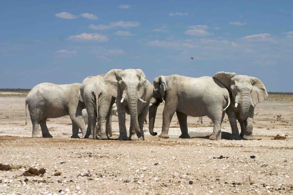Un troupeau de cinq éléphants évolue sur un sol extrêmement sec
