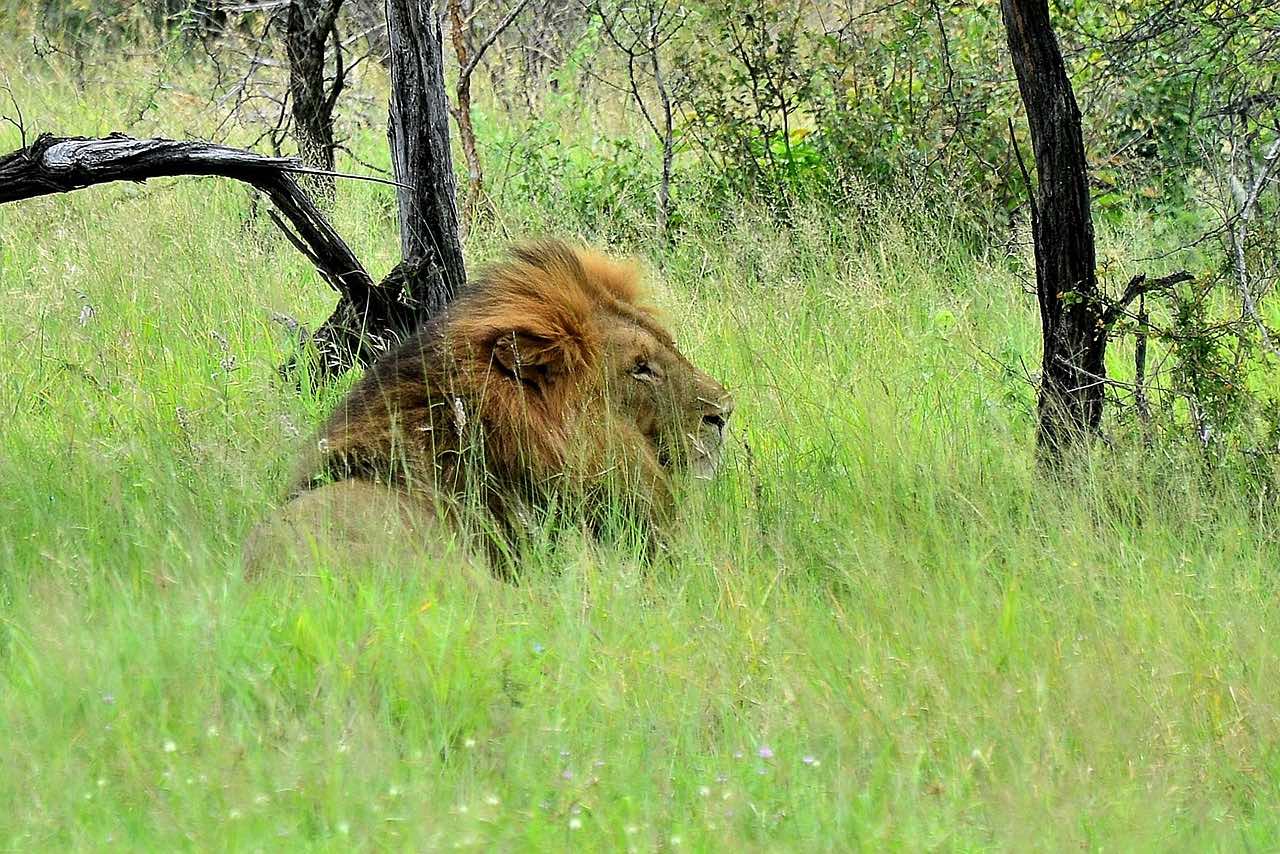 Au milieu d'herbes verte et hautes, un lion allongé se repose