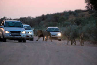SUV et petites voitures sont bloqués sur une piste par des lions