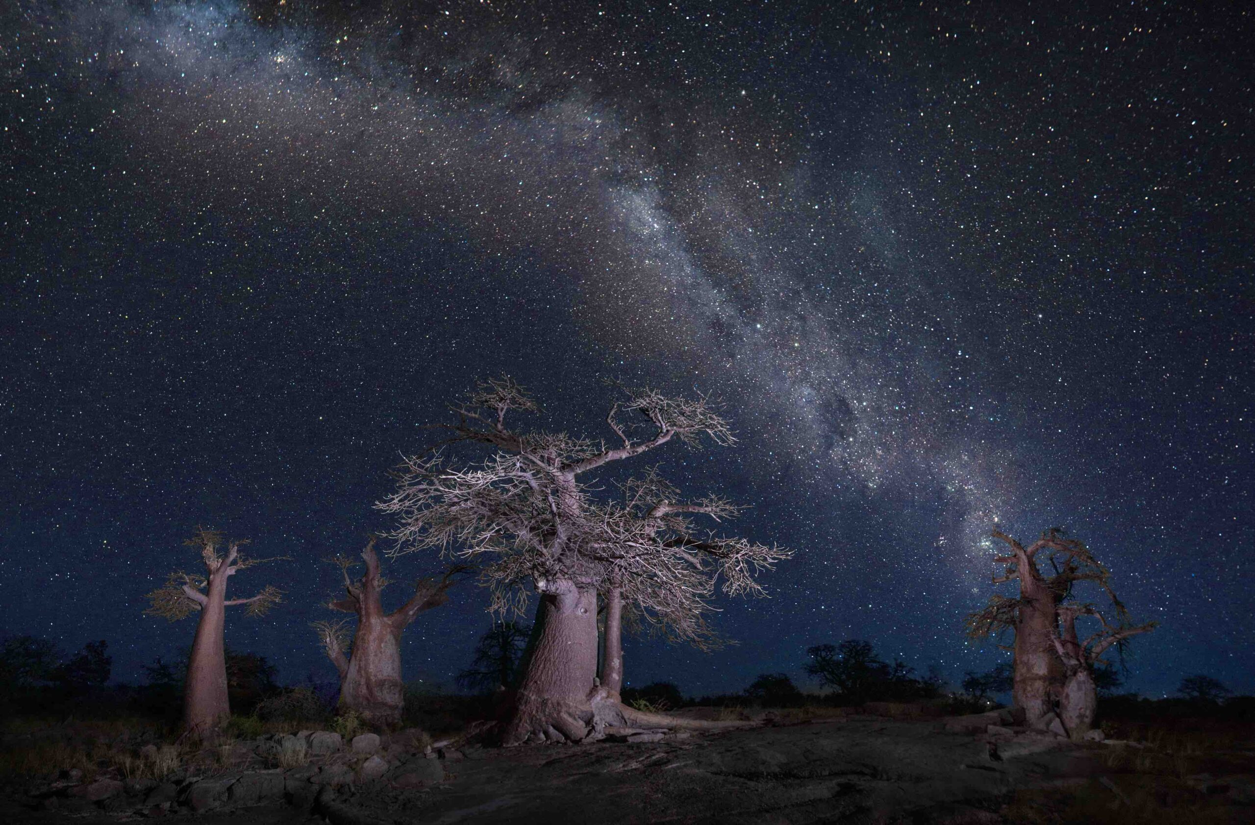 Ciel étoilé et voie lactée visibles au dessus de baobabs