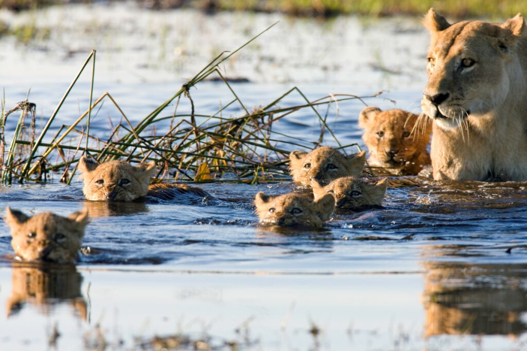 Une lionne et ses lionceaux avancent dans les marécages du Botswana