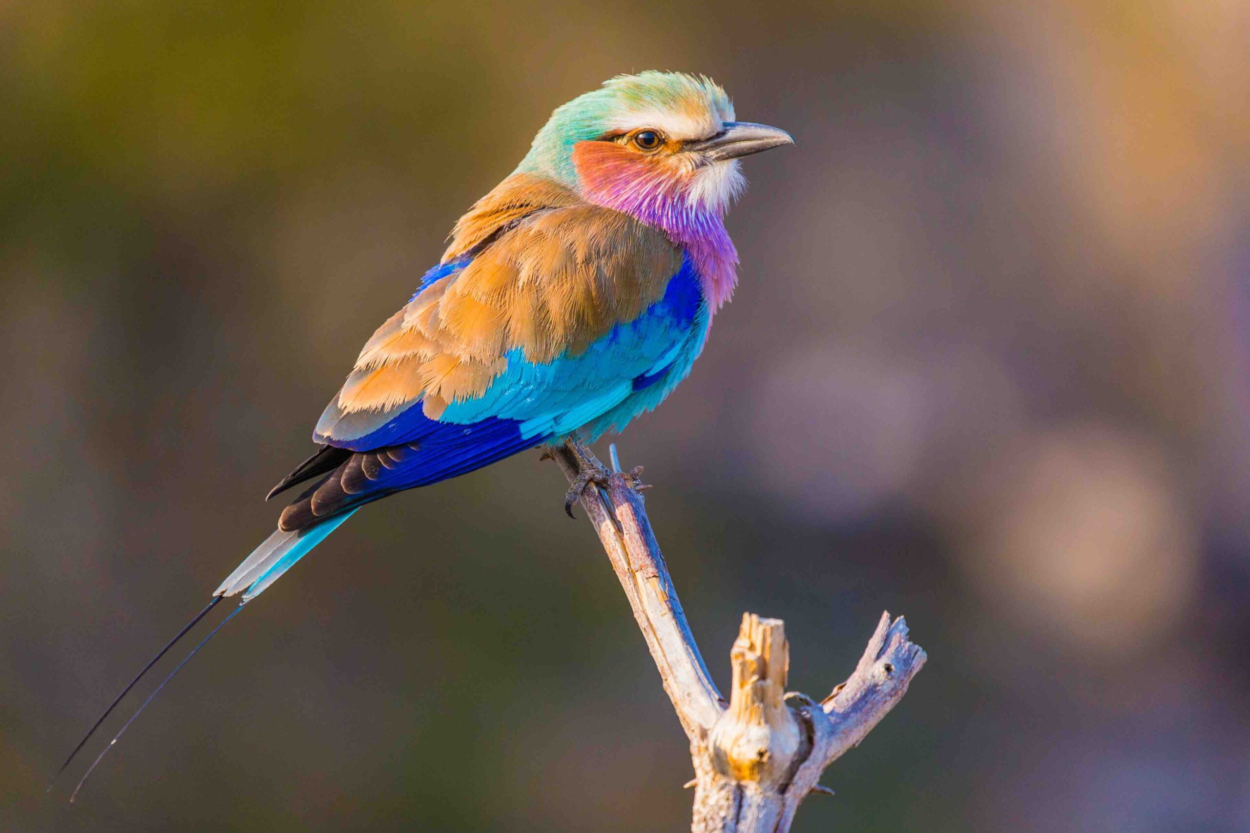 Le Rollier à longs brins : un oiseau coloré et mythique du Botswana