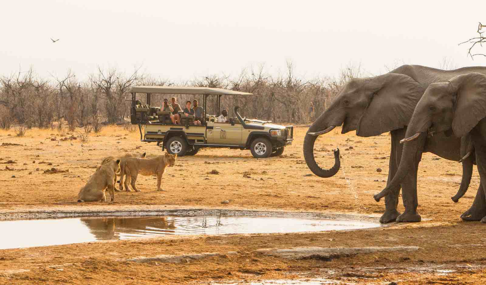 Observation de lions et de 2 éléphants en game drive à un point d'eau