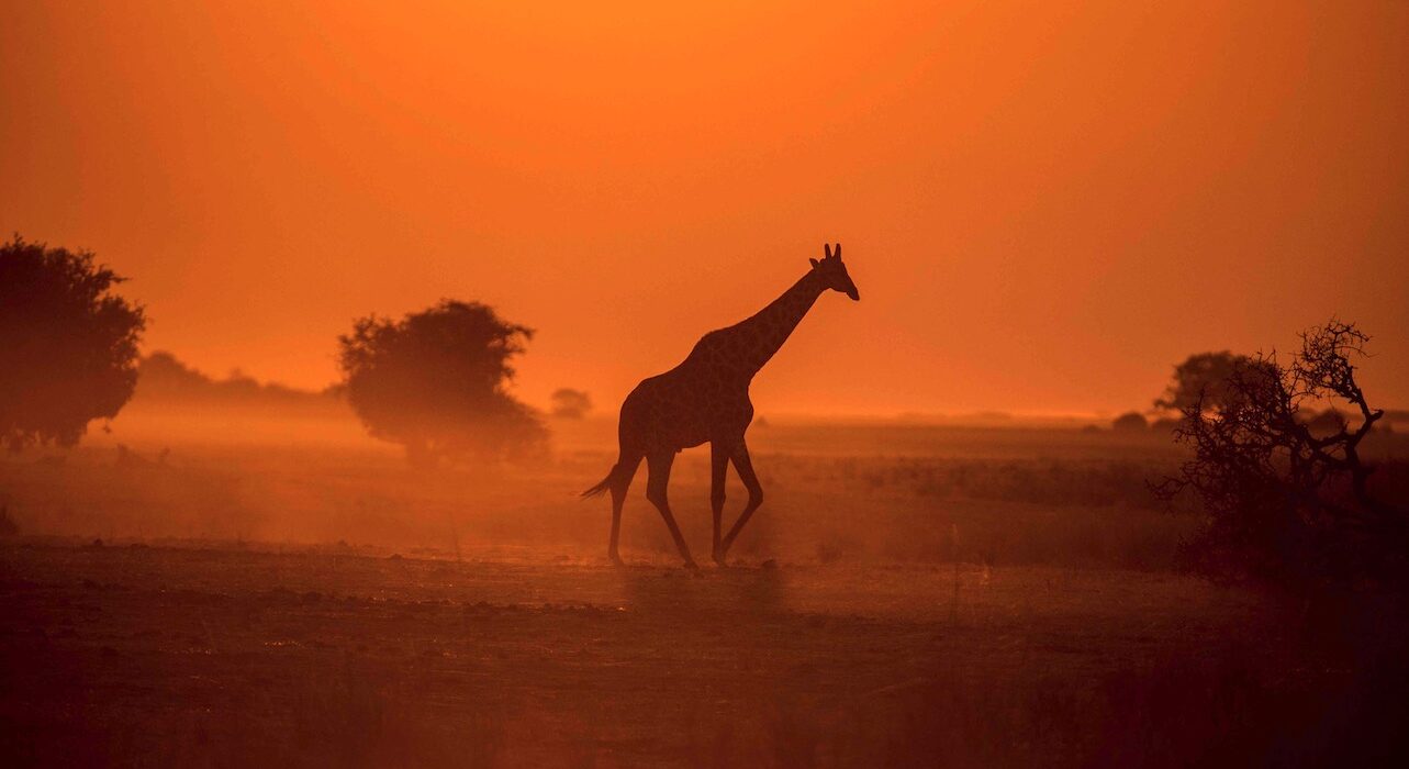 Sous un ciel orange, une girafe est en train de courir en brousse