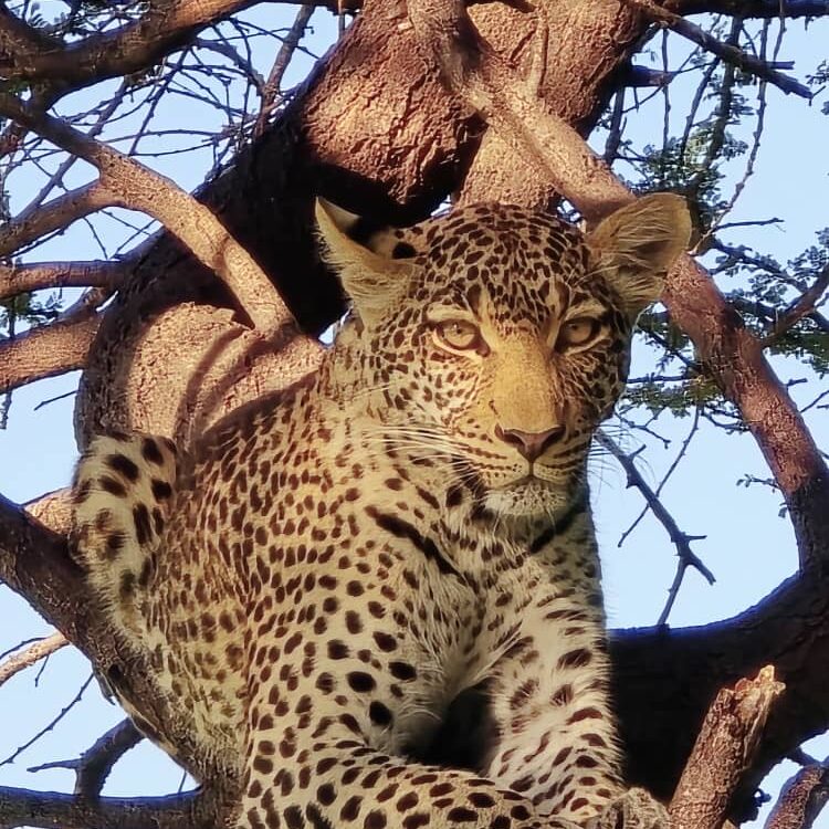 un leopard sur la branche d'un arbre