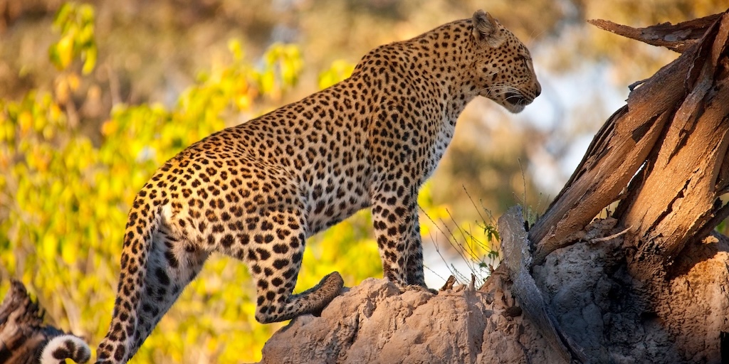 Magnifique leopard perché sur une branche d'arbre