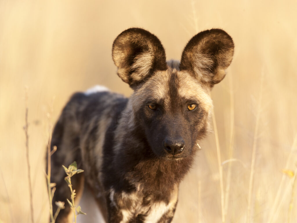 Zoom sur le lycaon, chien sauvage d'Afrique en danger de disparition