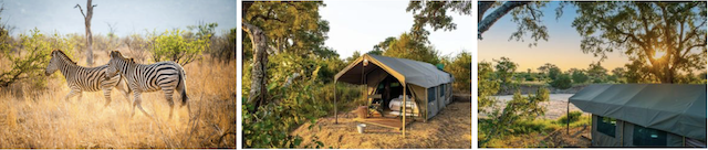 3 photos alignées avec 2 zèbres, une tente et une vue depuis le camp