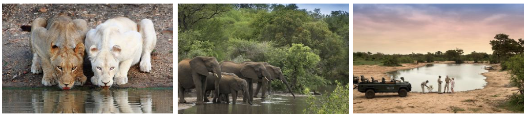 3 photos alignées avec un lion blanc, des éléphants et un 4x4