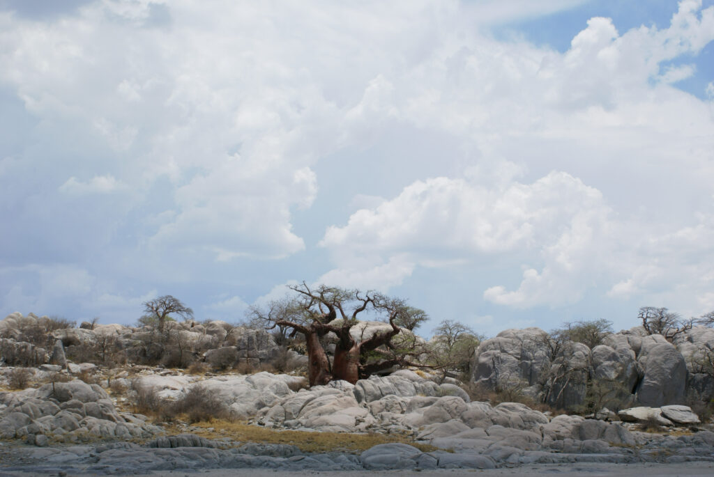 Kubu Island : îlot rocheux couvert de baobabs au sein de Makgadikgadi