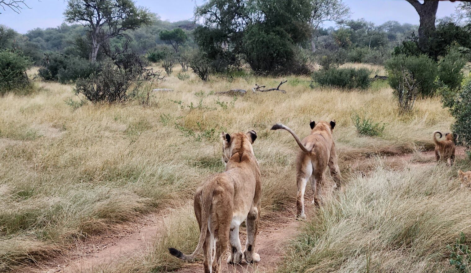 De dos, 2 lionnes et leurs petits évoluent dans la brousse du kruger