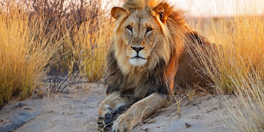 Lion du Kalahari couché sur le sable du désert