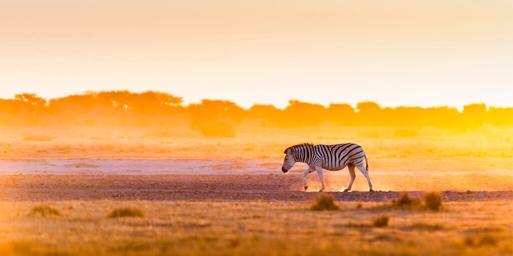 Un zèbre évoluant dans une magnifique lumière au coucher du soleil