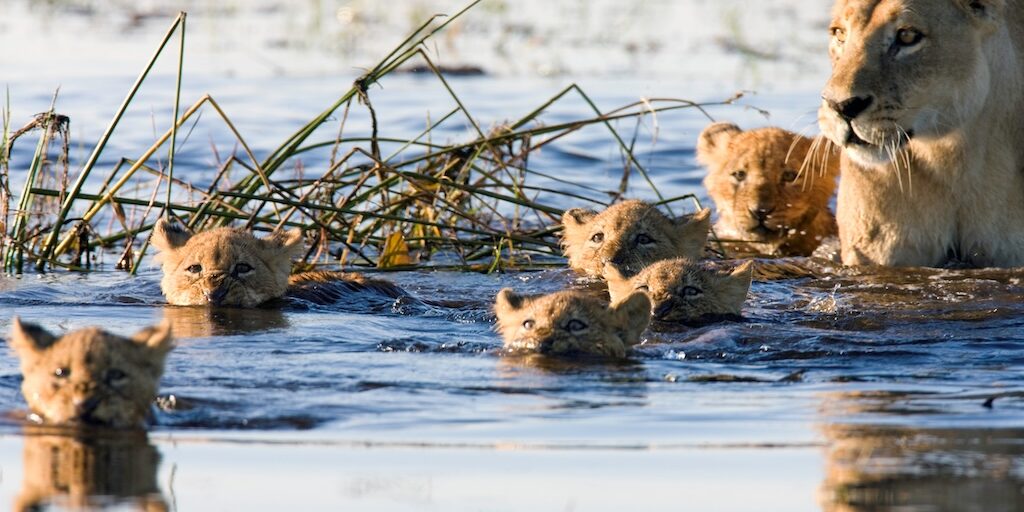 Lionne et ses lionceaux traversent les eaux du delta de l'okavango